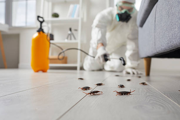 Post-Treatment Bed Bug Interceptor Monitoring in Great Bend